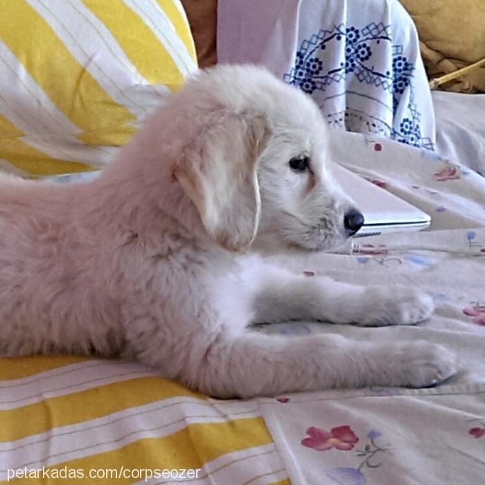 hera Dişi Golden Retriever