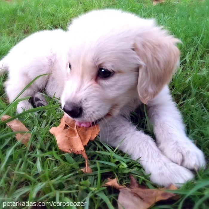 hera Dişi Golden Retriever