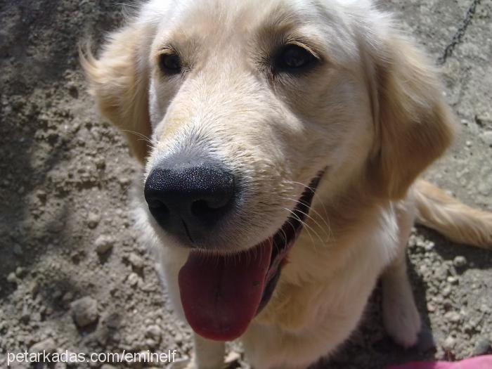 masal Dişi Golden Retriever