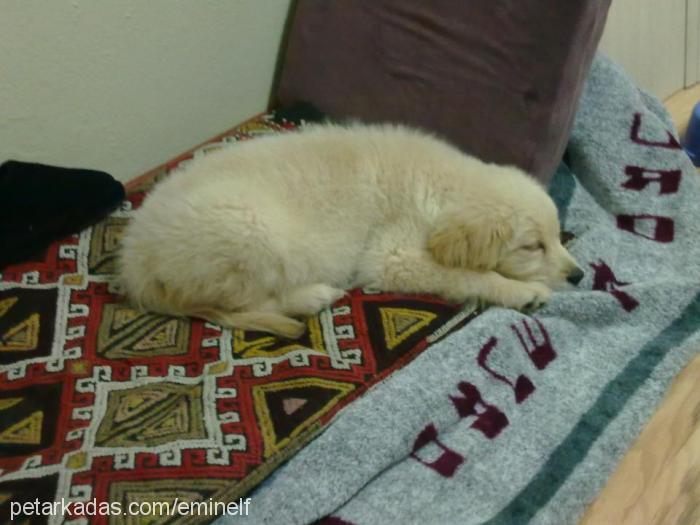 masal Dişi Golden Retriever