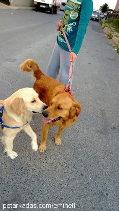 masal Dişi Golden Retriever