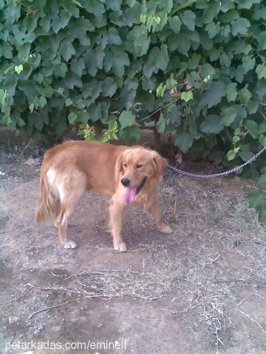 bold Erkek Golden Retriever