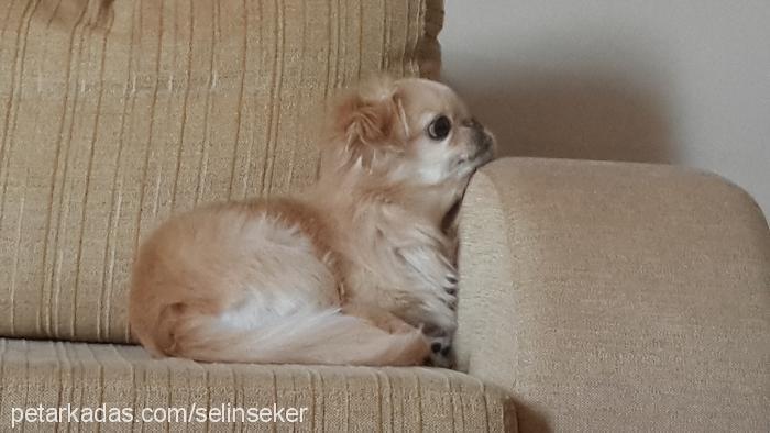 Şeker Erkek Pekingese