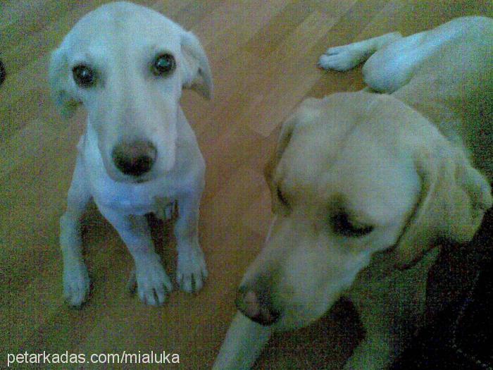 mia Dişi Labrador Retriever