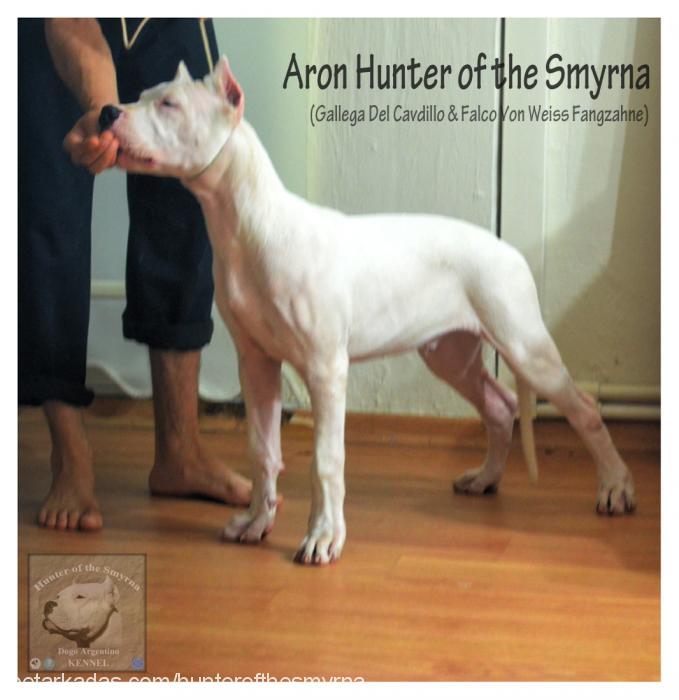 aronhunterofthe Erkek Dogo Arjantin