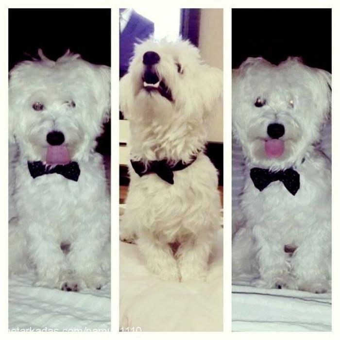 pamuk Erkek West Highland White Terrier