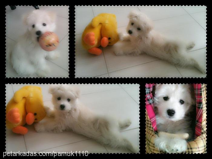 pamuk Erkek West Highland White Terrier