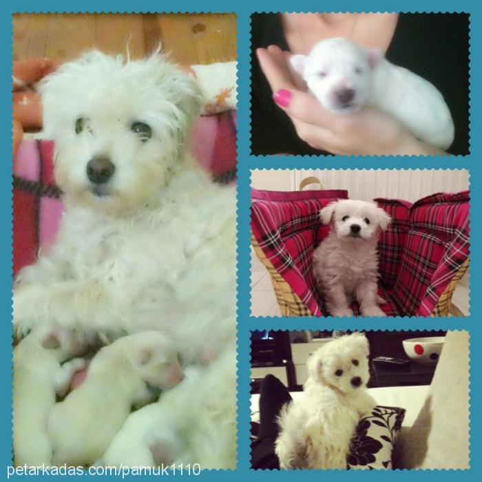 pamuk Erkek West Highland White Terrier