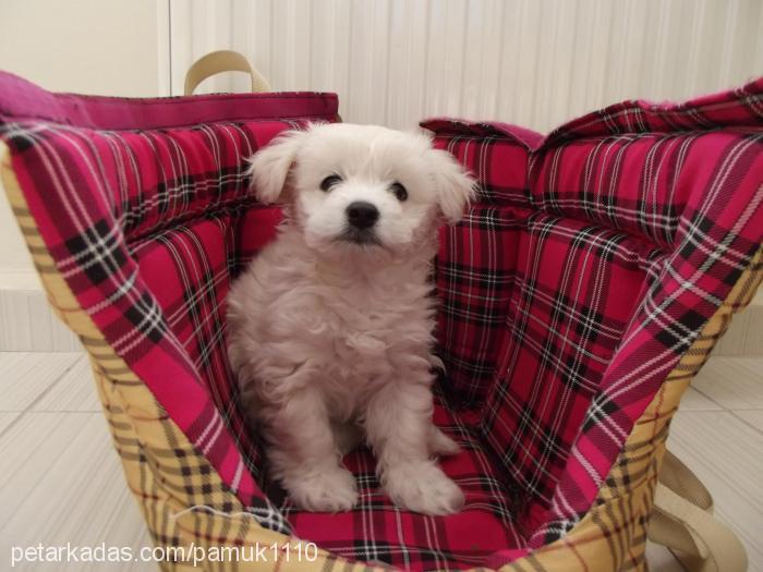 pamuk Erkek West Highland White Terrier