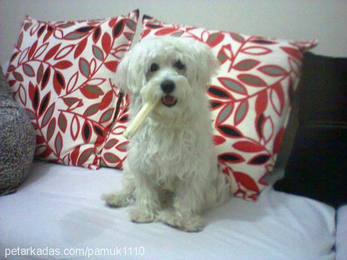 pamuk Erkek West Highland White Terrier