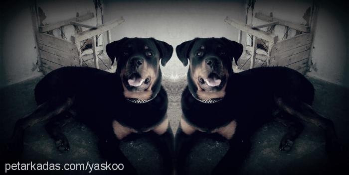 max Erkek Rottweiler