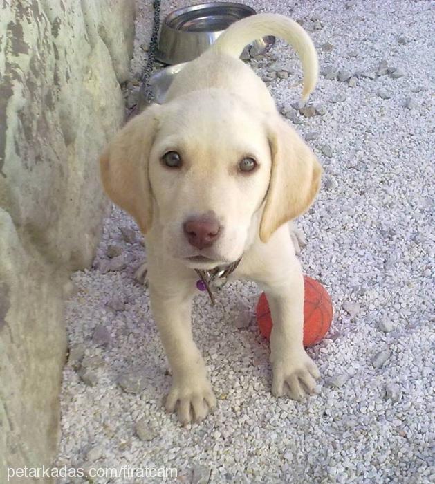 angel Dişi Labrador Retriever