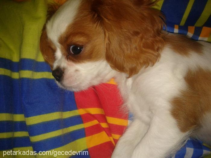 ateş Erkek Cavalier King Charles Spanieli