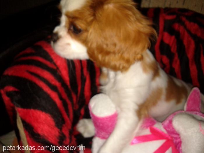 ateş Erkek Cavalier King Charles Spanieli