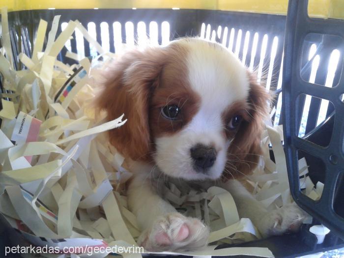 ateş Erkek Cavalier King Charles Spanieli