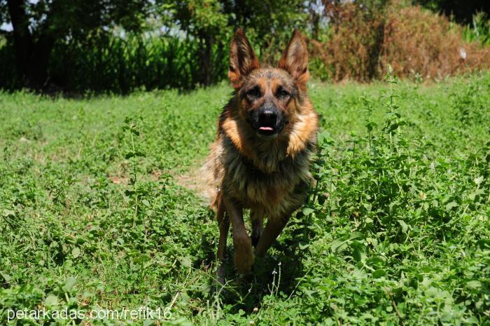 shila Dişi Alman Çoban Köpeği