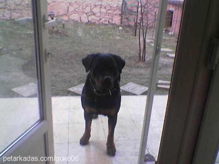 paşa Erkek Rottweiler