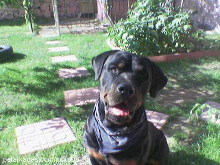 paşa Erkek Rottweiler