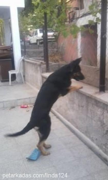 linda Dişi Alman Çoban Köpeği