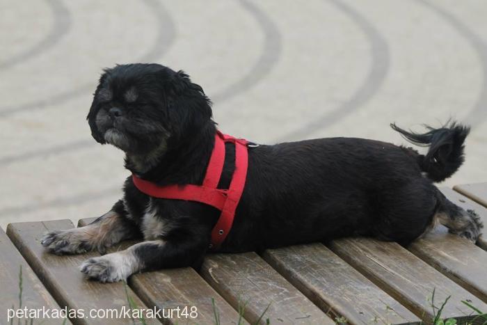 paris Dişi Lhasa Apso