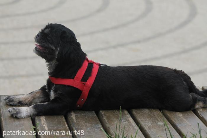 paris Dişi Lhasa Apso