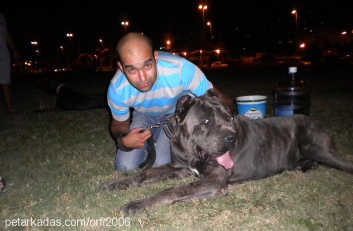 dante Erkek Cane Corso Italiano