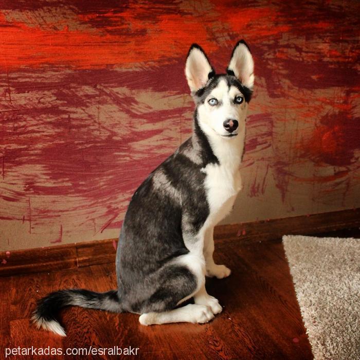 dolunay Dişi Sibirya Kurdu (Husky)