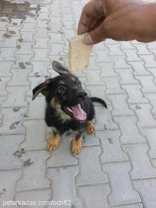 maxİmusbrÜtÜs Erkek Avustralya Çoban Köpeği