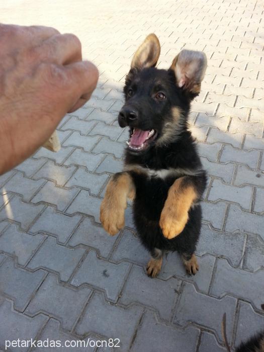 maxİmusbrÜtÜs Erkek Avustralya Çoban Köpeği