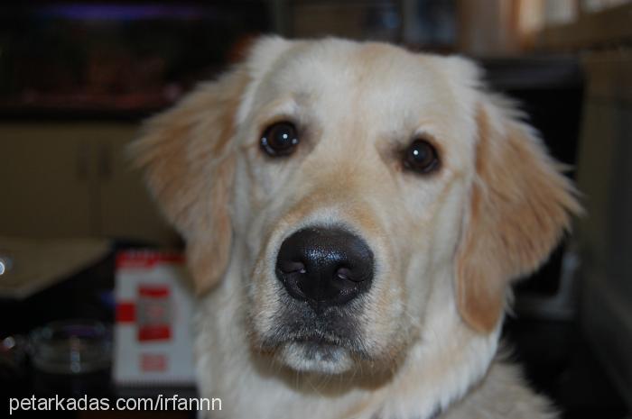 fındık Dişi Golden Retriever