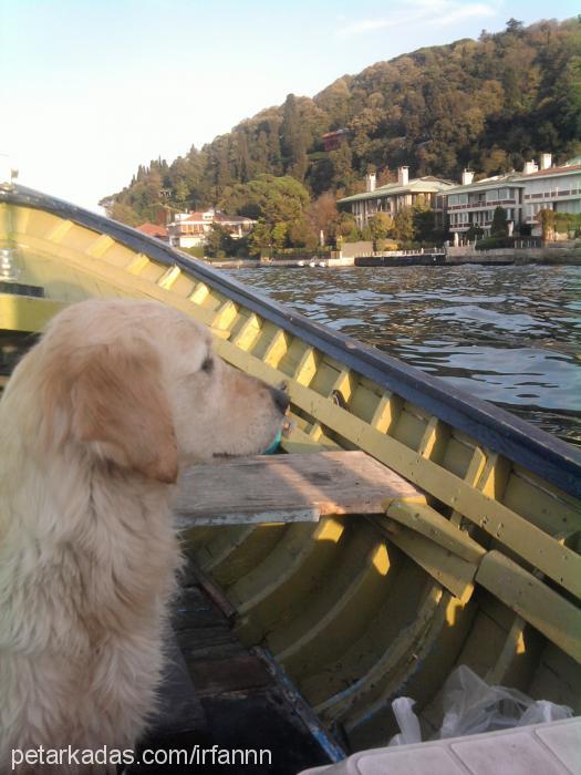 fındık Dişi Golden Retriever