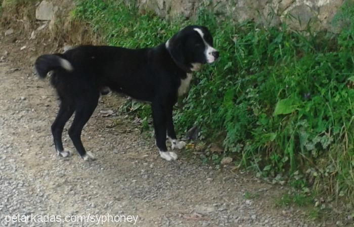 paşa Erkek Border Collie