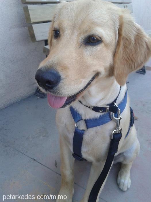 mimo Dişi Labrador Retriever