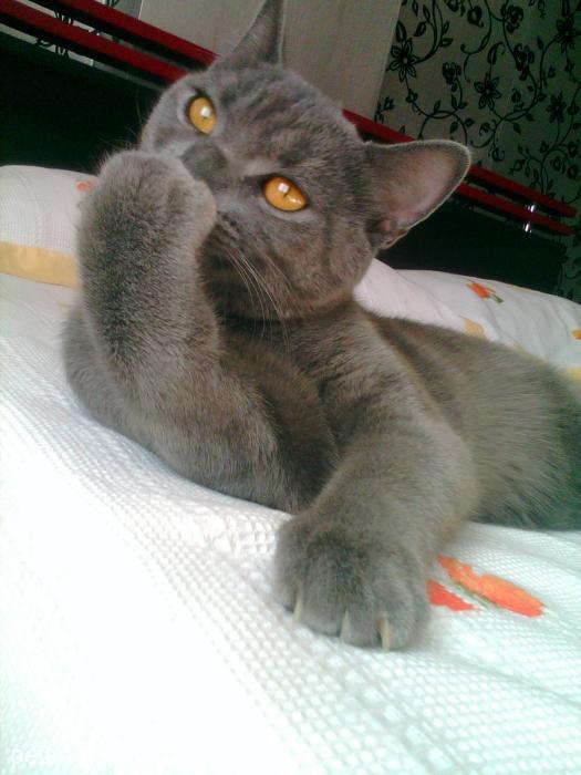 cabbartayyar Erkek British Shorthair