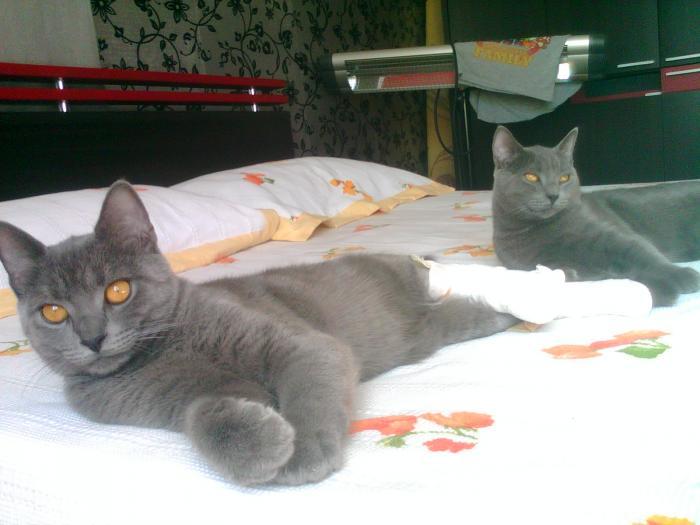 cabbartayyar Erkek British Shorthair