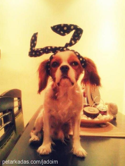 charlie Erkek King Charles Spaniel