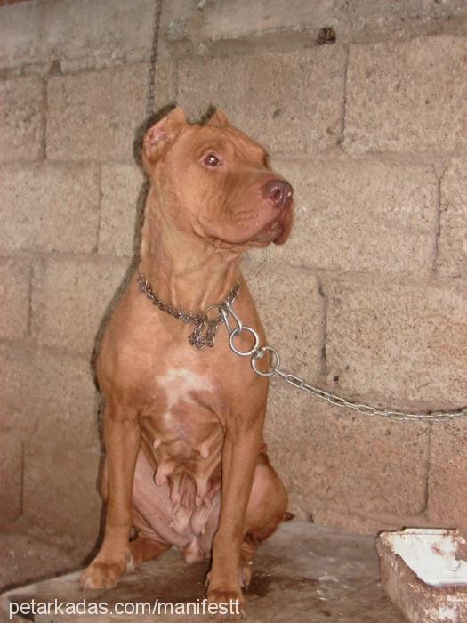 zeyna Dişi Amerikan Pitbull Terrier