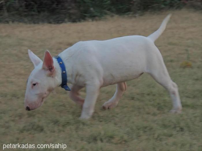 nadia Dişi Bull Terrier