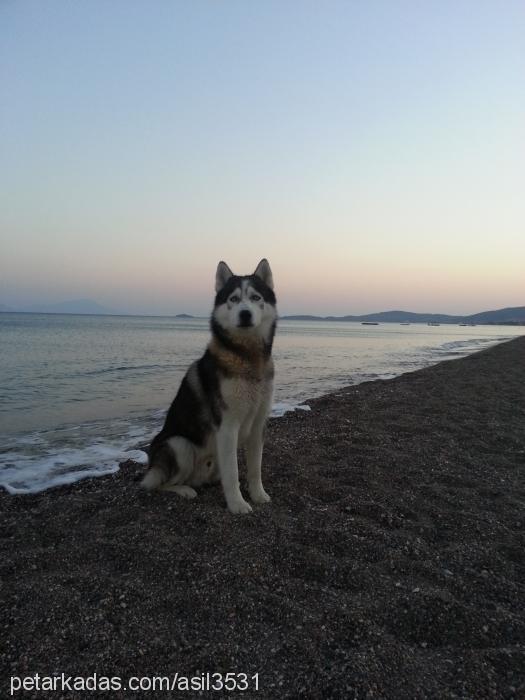 achilles Erkek Sibirya Kurdu (Husky)