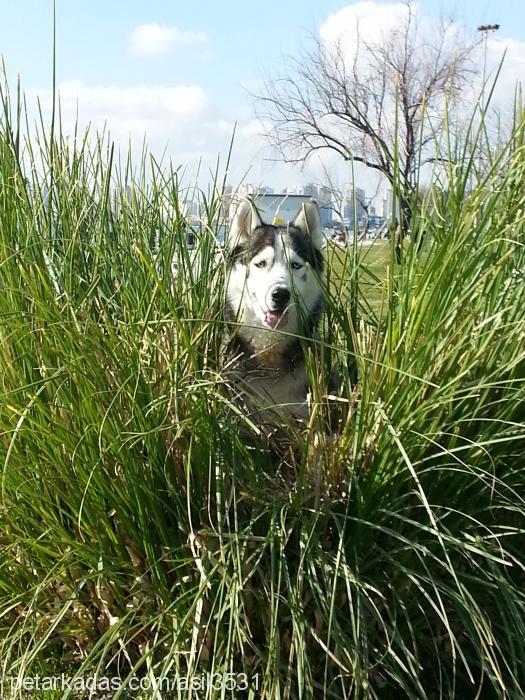 achilles Erkek Sibirya Kurdu (Husky)