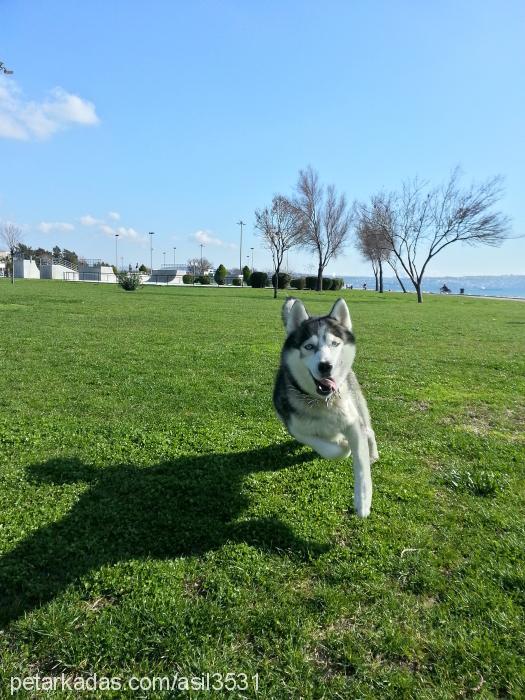 achilles Erkek Sibirya Kurdu (Husky)