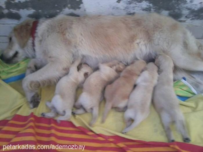 paŞa Erkek Golden Retriever