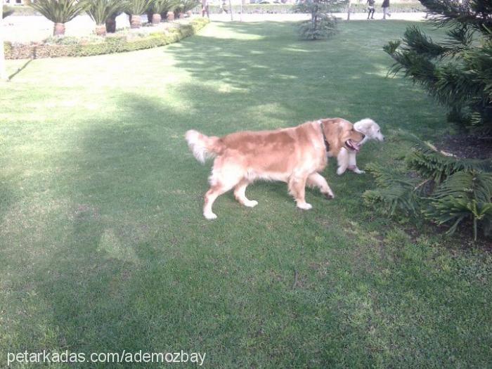 paŞa Erkek Golden Retriever