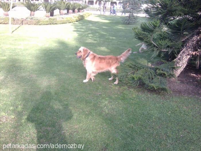 paŞa Erkek Golden Retriever