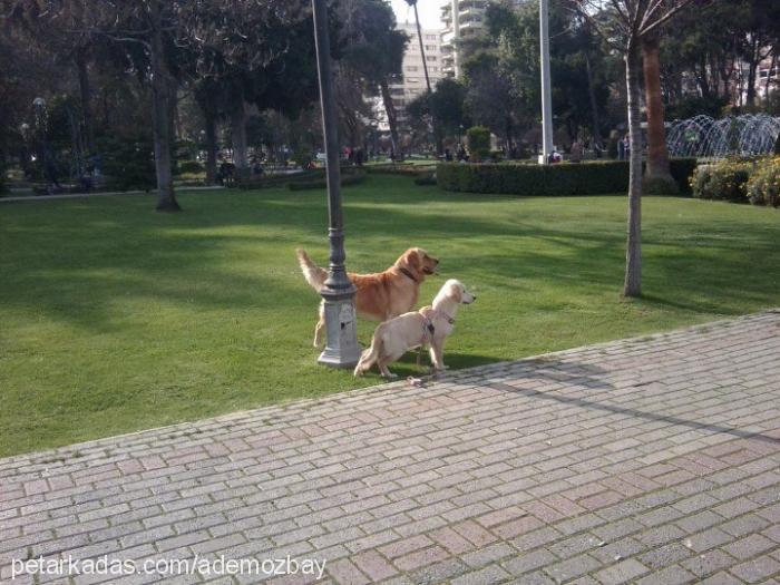 paŞa Erkek Golden Retriever