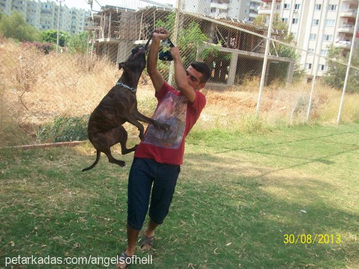 andor Dişi Amerikan Pitbull Terrier