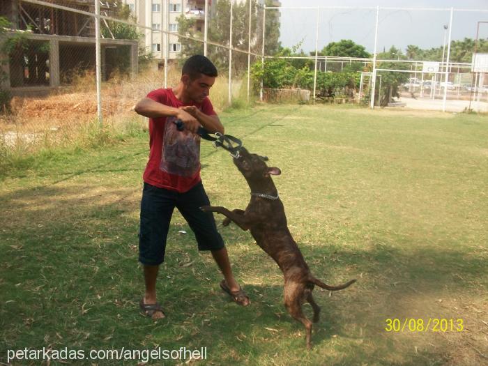 andor Dişi Amerikan Pitbull Terrier