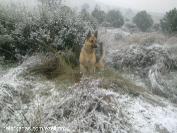 ezel Erkek Alman Çoban Köpeği