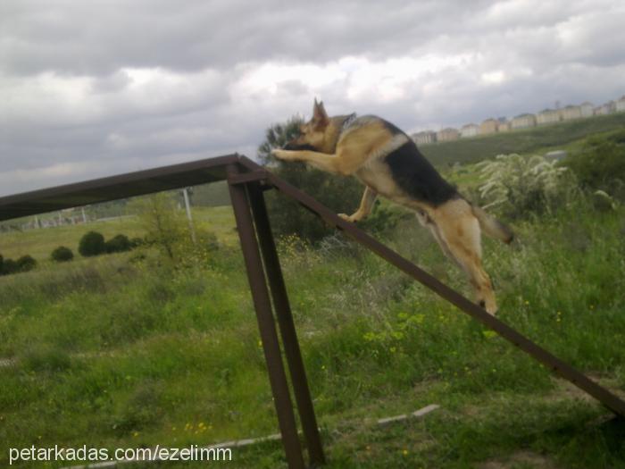 ezel Erkek Alman Çoban Köpeği