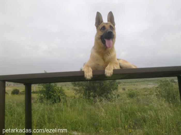 ezel Erkek Alman Çoban Köpeği